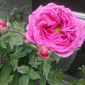 Meet your Posher, Sheila